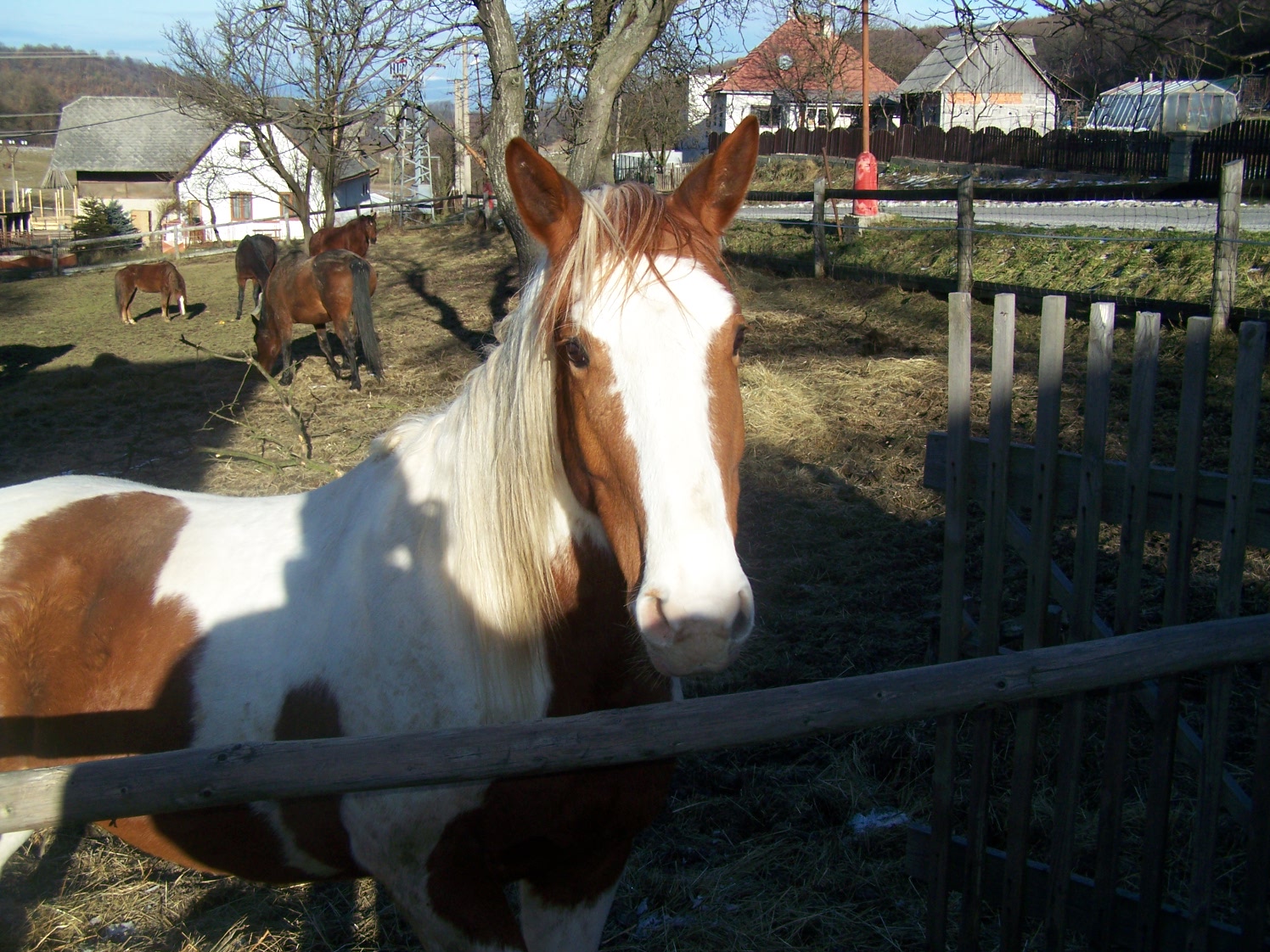avan