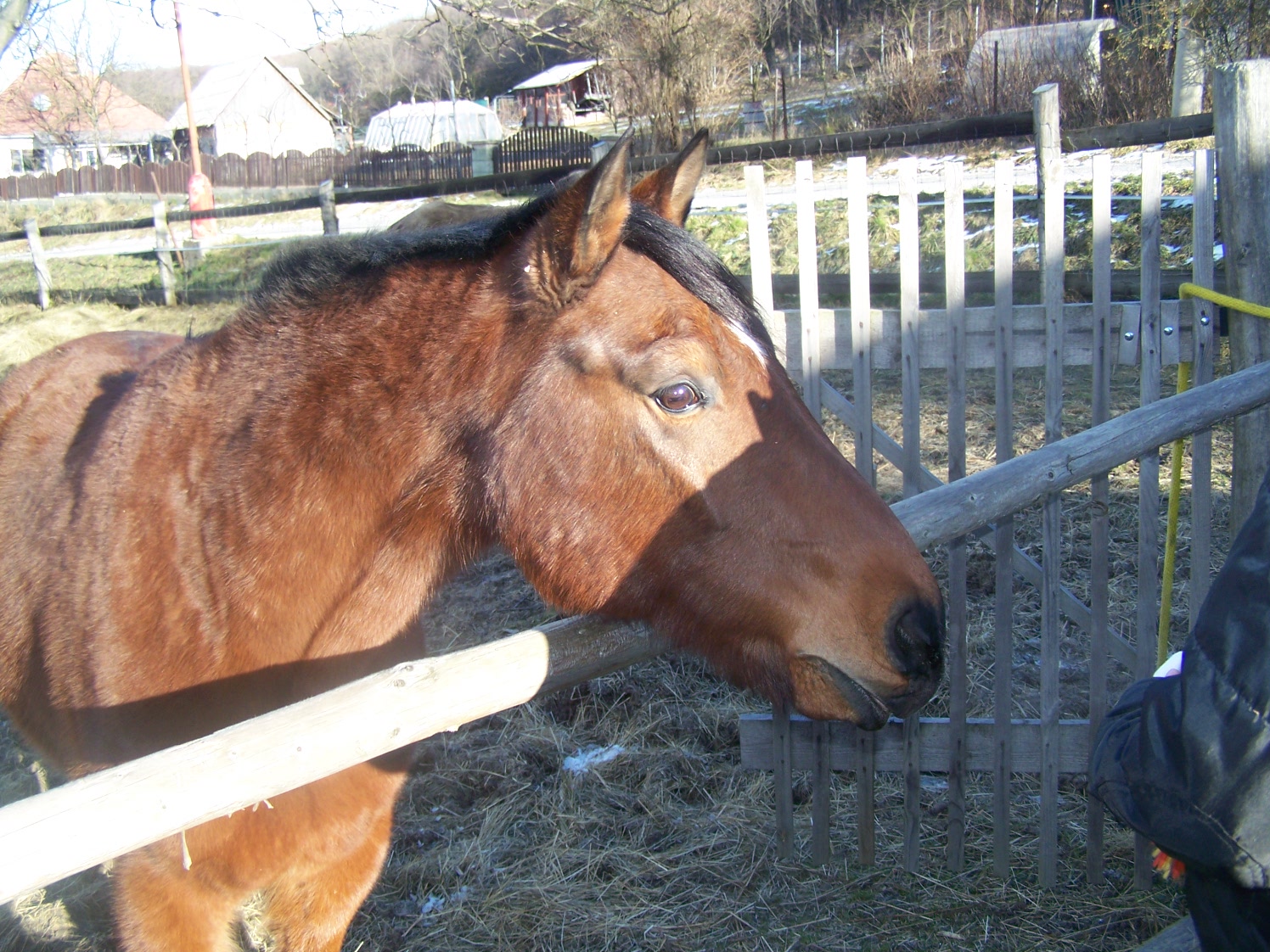 wandy 